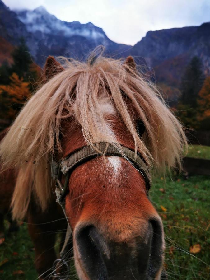 Vila Skalca Kamniska Bistrica Exteriér fotografie